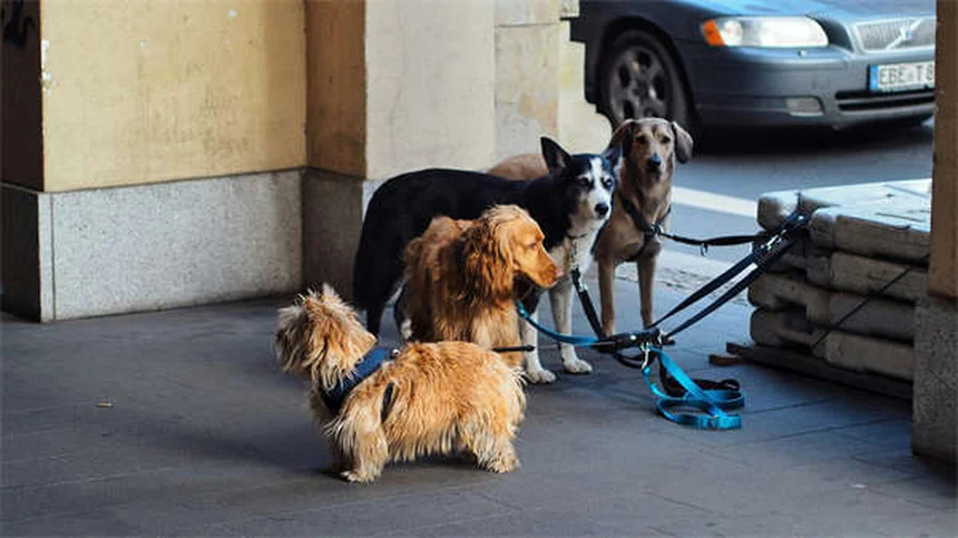 Mon chien ne veut pas jouer à la balle : 5 solutions efficaces