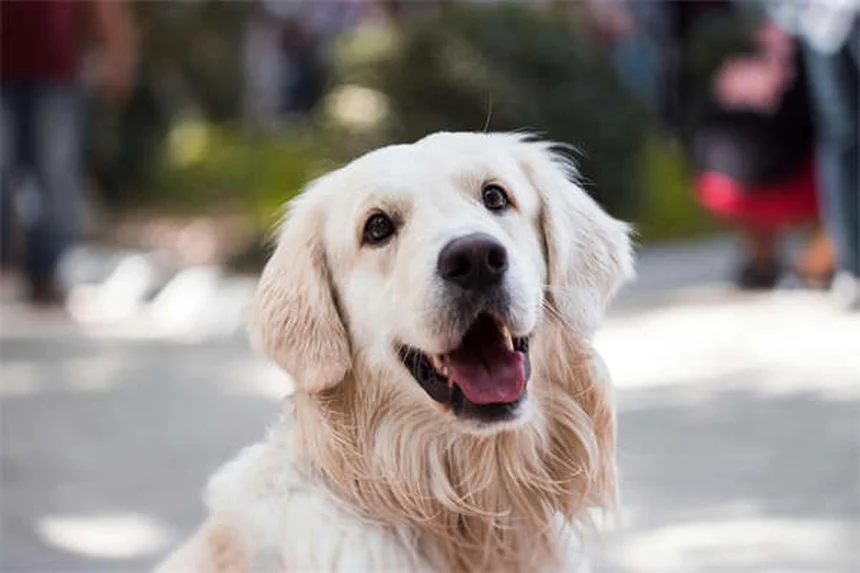 Moisissures et animaux : dangers et solutions pour protéger vos compagnons