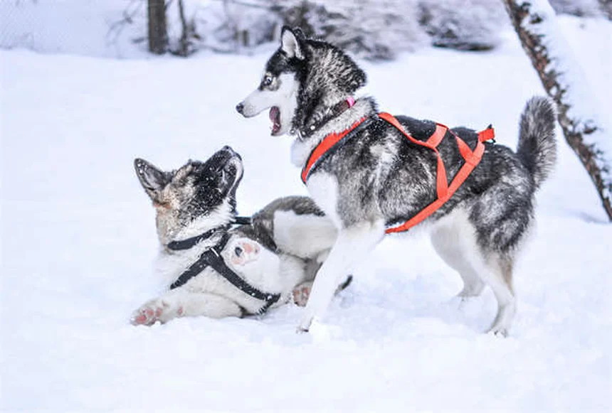 Rééducation vétérinaire : 5 techniques pour soulager votre animal