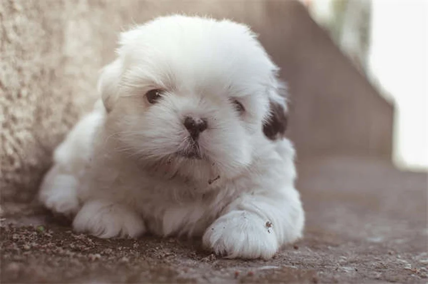 Rééducation vétérinaire : 5 techniques pour soulager votre animal