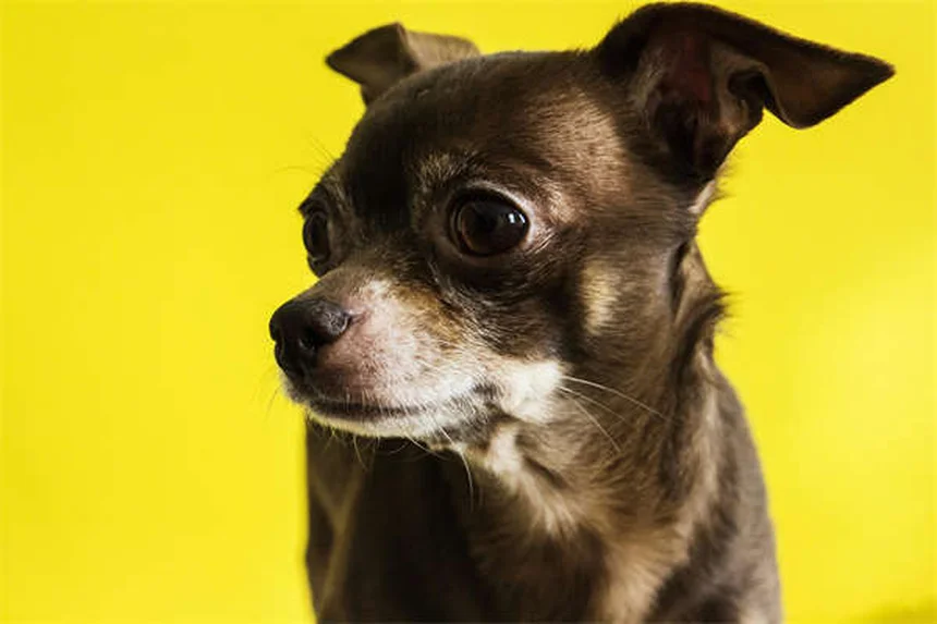 Rééducation vétérinaire : 5 techniques pour soulager votre animal