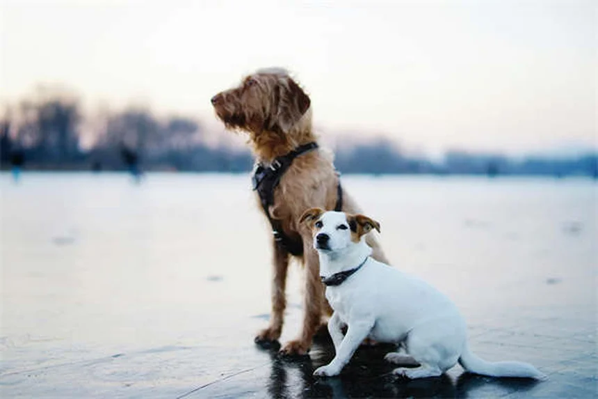 Soins vétérinaires alternatifs pour chiens : 3 méthodes efficaces