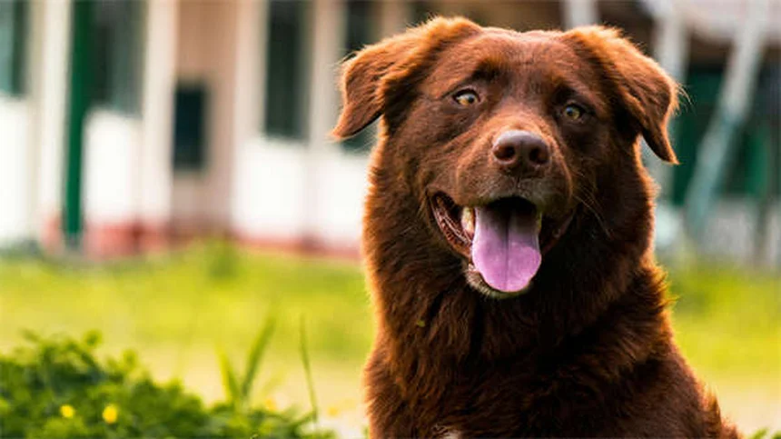 Soins vétérinaires alternatifs pour chiens : 3 méthodes efficaces