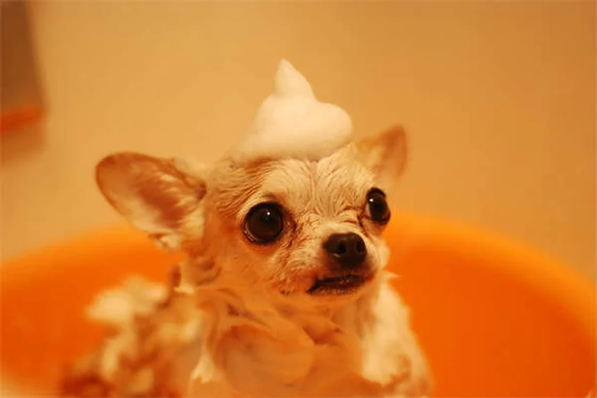 Soins vétérinaires alternatifs pour chiens : 3 méthodes efficaces