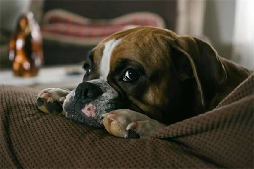 Diabète chez le chien : 5 signes qui doivent alerter