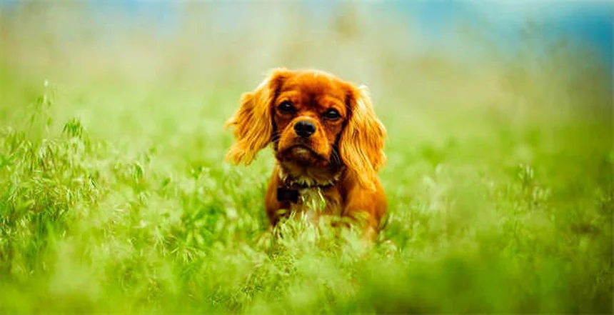 Diabète chez le chien : 5 signes qui doivent alerter