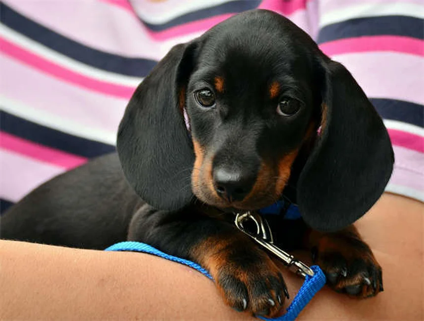 Diabète chez le chien : 5 signes qui doivent alerter