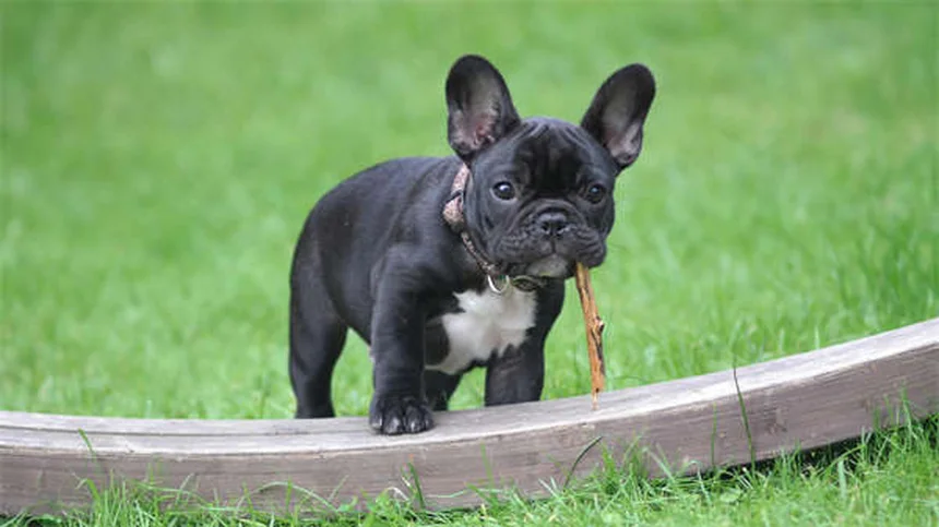 Les moustaches de chien : tout savoir sur ces capteurs sensoriels
