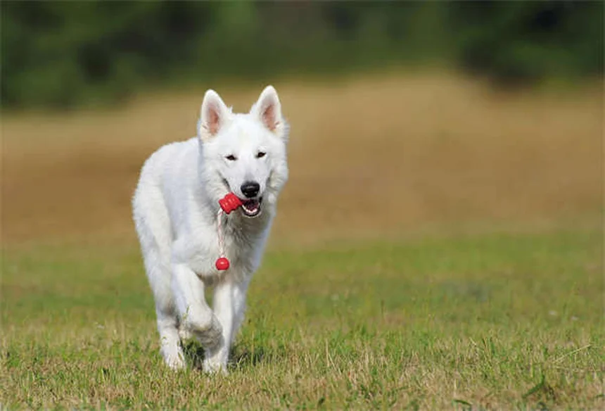 Les moustaches de chien : tout savoir sur ces capteurs sensoriels