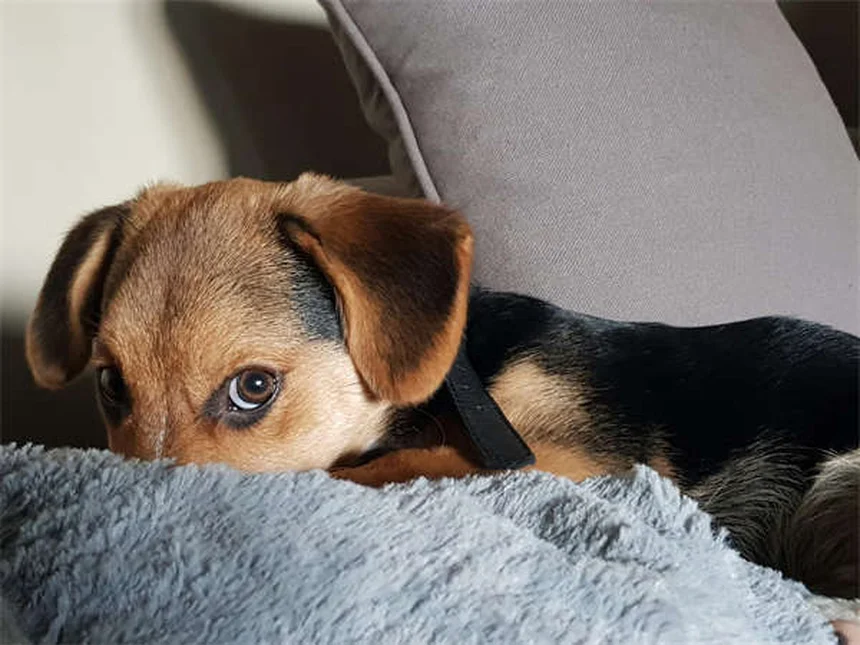 Les moustaches de chien : tout savoir sur ces capteurs sensoriels
