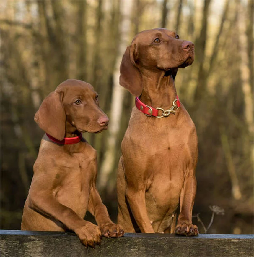 Les animaux adoptent d'autres espèces : pourquoi ce comportement nous fascine tant ?