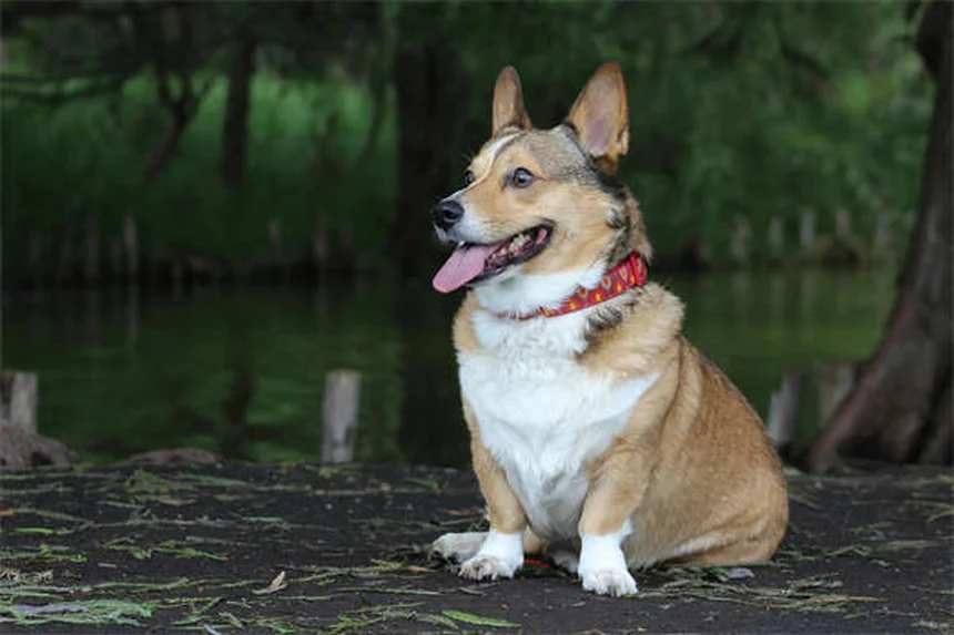 Les animaux adoptent d'autres espèces : pourquoi ce comportement nous fascine tant ?