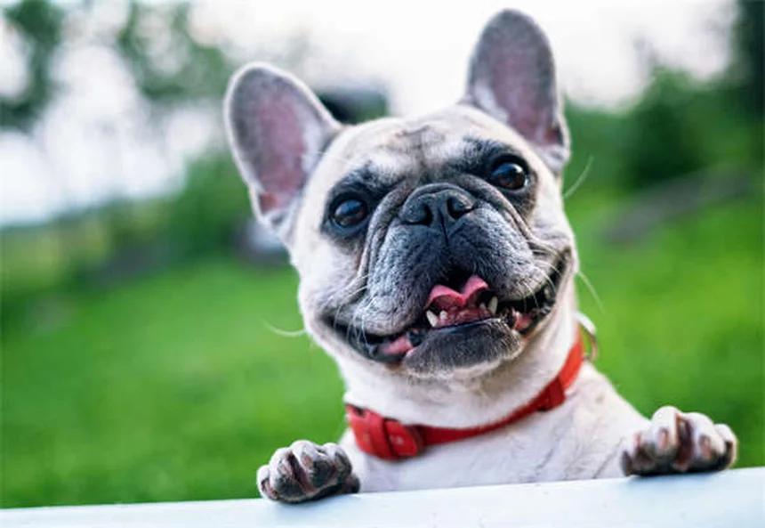 Désodorisants dangereux pour animaux : 5 vérités qui vont vous surprendre