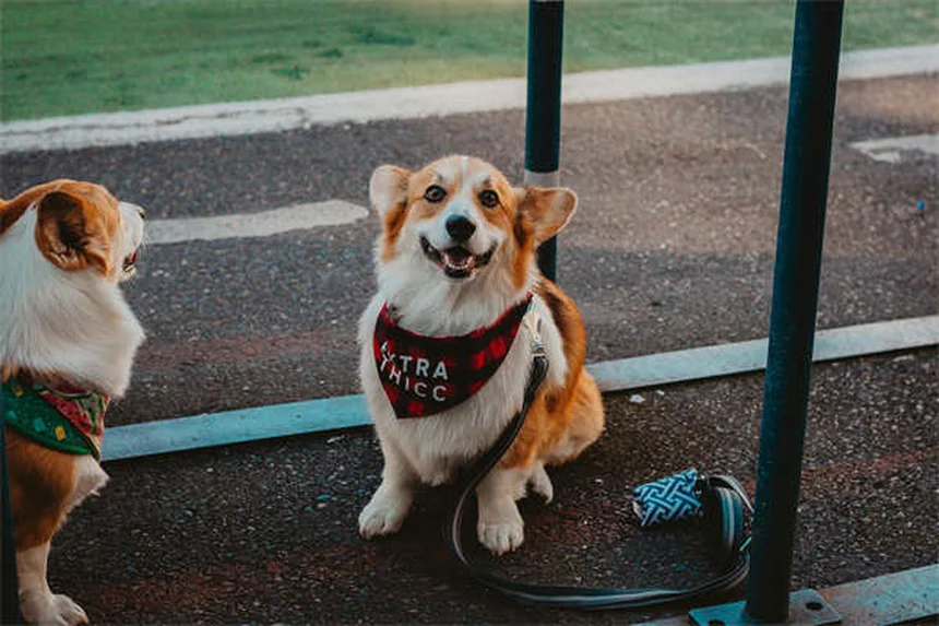 Désodorisants dangereux pour animaux : 5 vérités qui vont vous surprendre