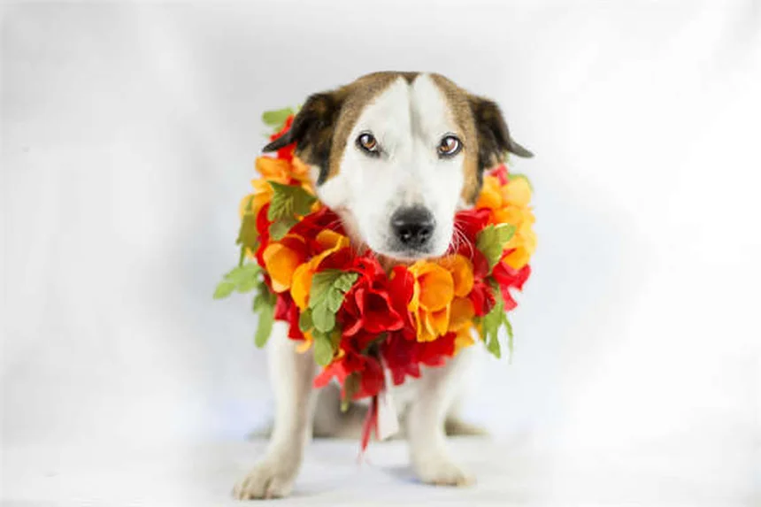 Boiterie chez les chevaux : causes, symptômes et traitements