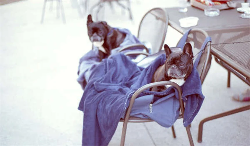 Promener son chien ou jardin : quel est le meilleur choix ?