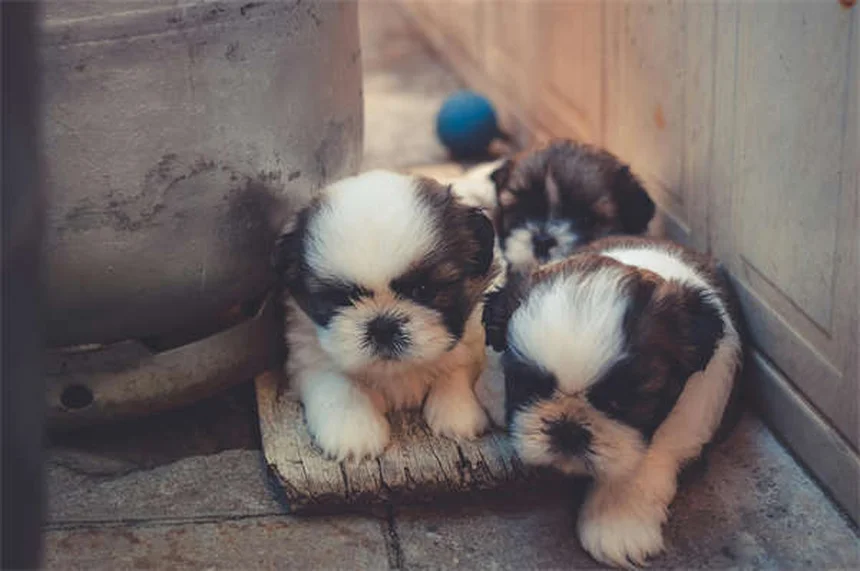 Tumeurs testiculaires chez le chien : symptômes, traitement et prévention