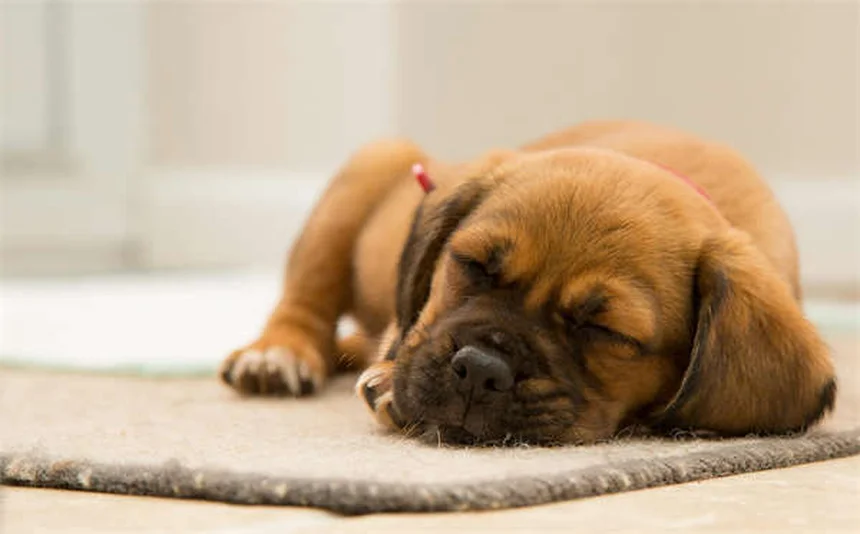 Tumeurs testiculaires chez le chien : symptômes, traitement et prévention