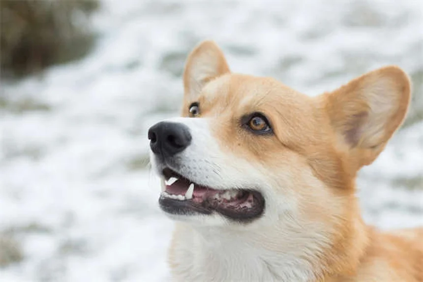 Protéger son chien ou chat contre les vers du cœur : 3 solutions efficaces