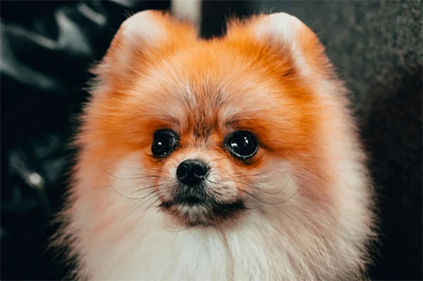 Pourquoi mon chien m'ignore ? 7 raisons et solutions efficaces