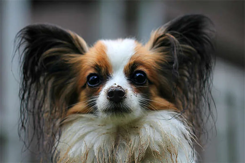 Que faire si un serpent mord votre chien ? 5 gestes qui sauvent
