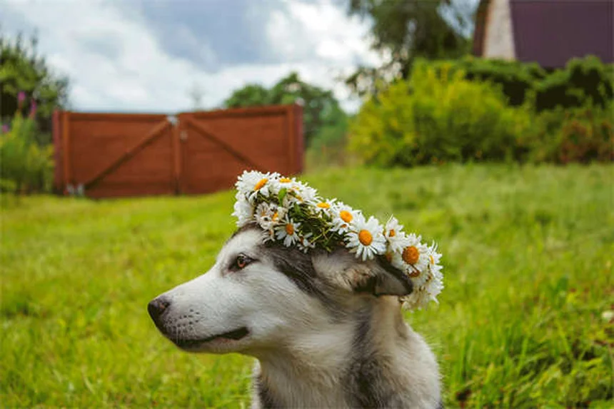 Que faire si un serpent mord votre chien ? 5 gestes qui sauvent