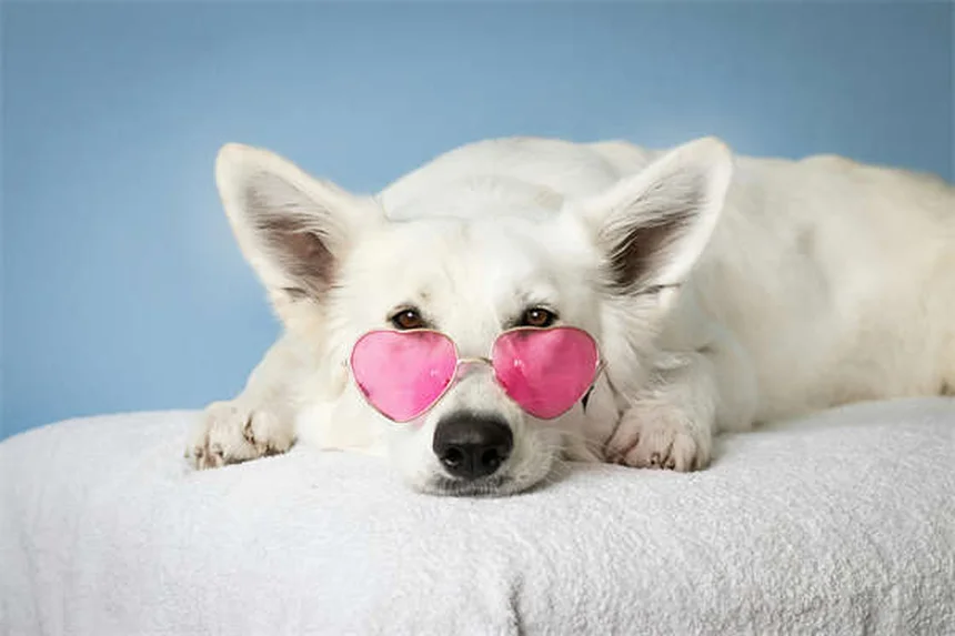 Apprendre à nager à son chien : 7 conseils pour débuter en toute sécurité