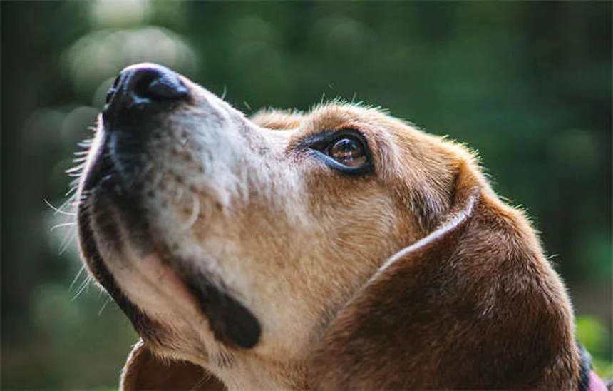 Comment éduquer un chien de 12 à 18 mois : nos conseils pratiques
