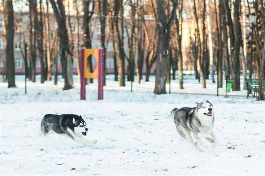 Comment éduquer un chien de 12 à 18 mois : nos conseils pratiques