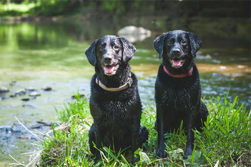 Adequan Canine : Le traitement révolutionnaire contre l'arthrose chez le chien
