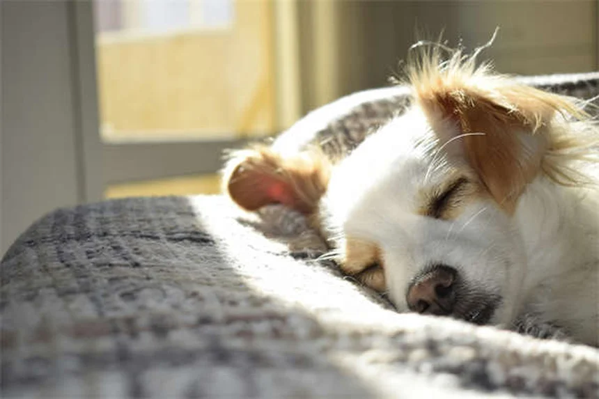 Détartrage chien : prix, conseils et solutions pour des dents saines