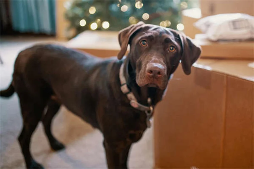 Détartrage chien : prix, conseils et solutions pour des dents saines