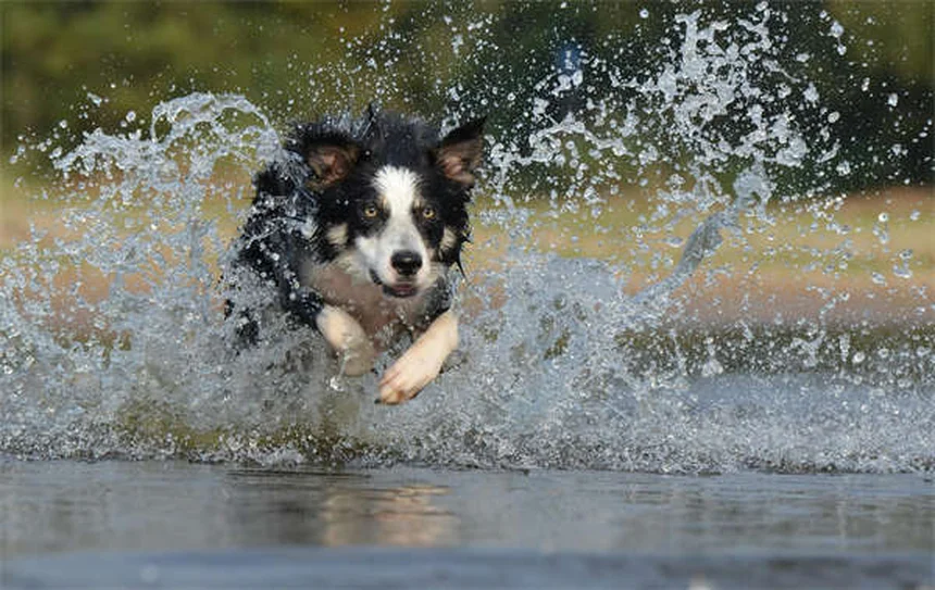Âge du chien : 5 vérités sur le vieillissement canin