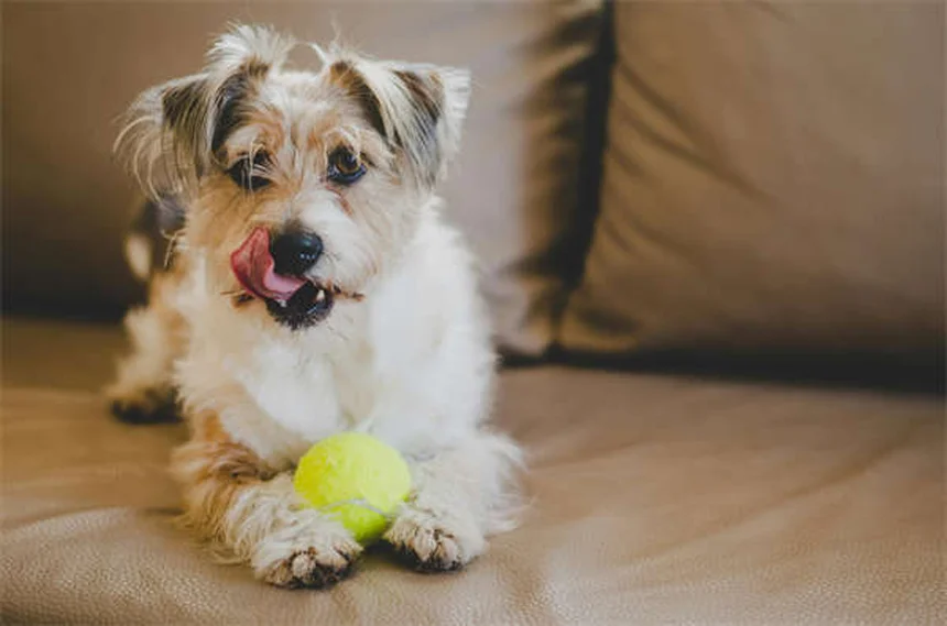 Comment savoir si mon chien sent sa mort approcher ?