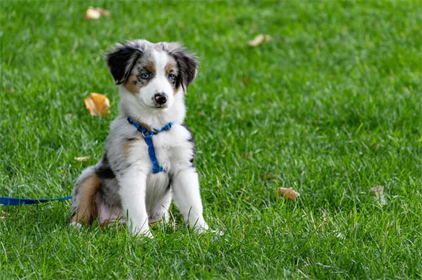 Ondansétron pour chiens et chats : le guide complet contre les vomissements