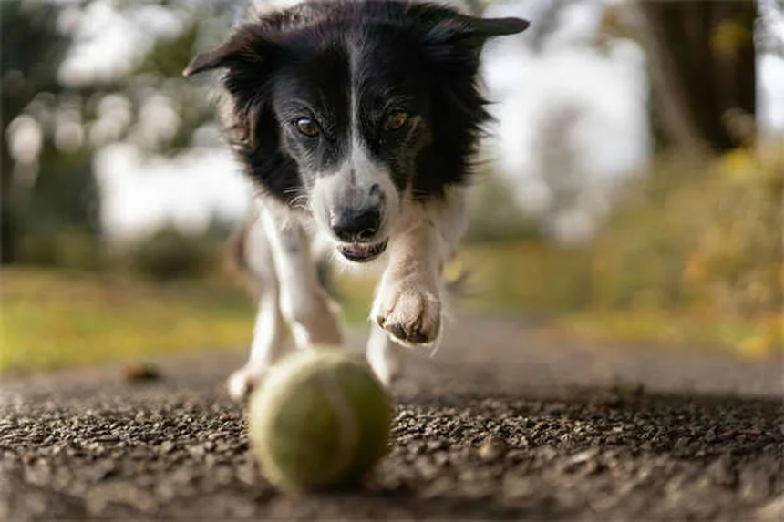 Métoclopramide pour animaux : guide complet d'utilisation