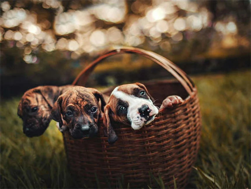 Praziquantel : le traitement efficace contre les vers de votre chien ou chat