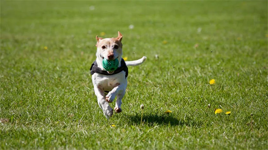 Praziquantel : le traitement efficace contre les vers de votre chien ou chat