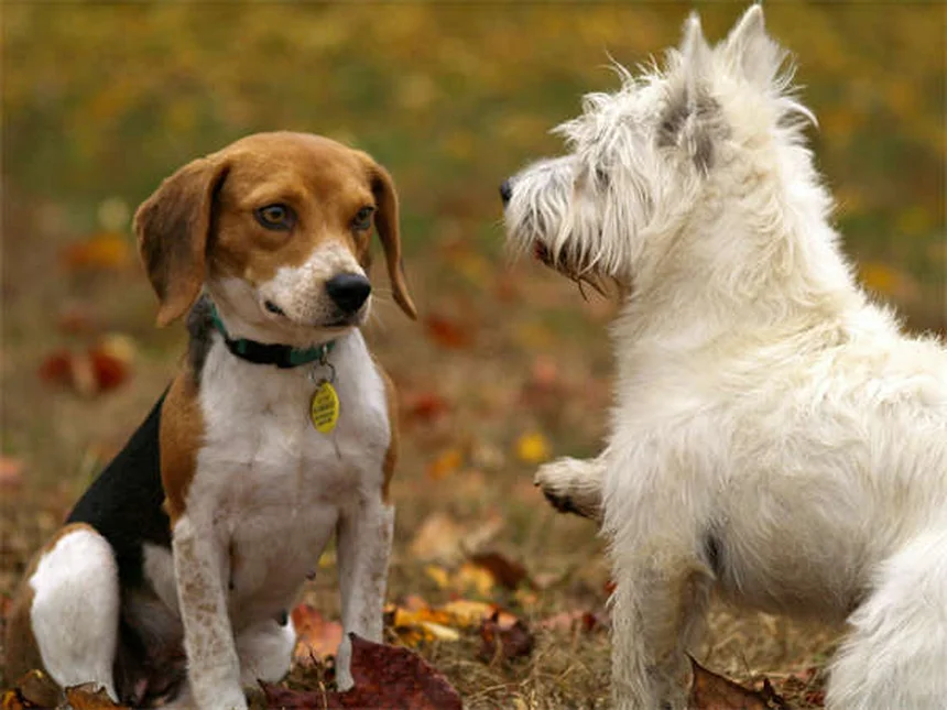 Hernie chez le chiot : symptômes et traitement efficace