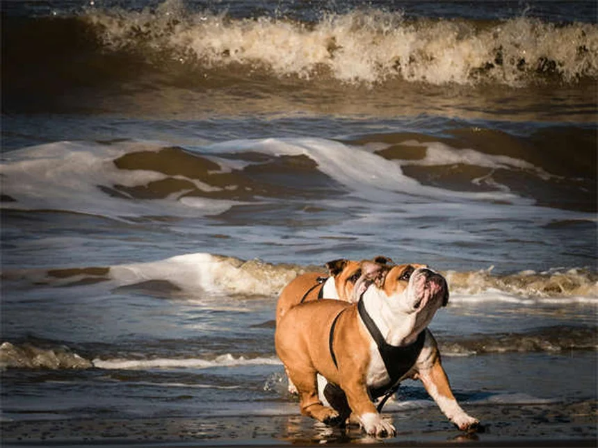 Mon chien se gratte sans arrêt : 5 solutions efficaces pour le soulager
